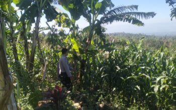 Bhabinkamtibmas Desa Aikprapa Aipda Agus Suputra Sambangi Petani Jagung, Ajak Dukung Program Swasembada Pangan