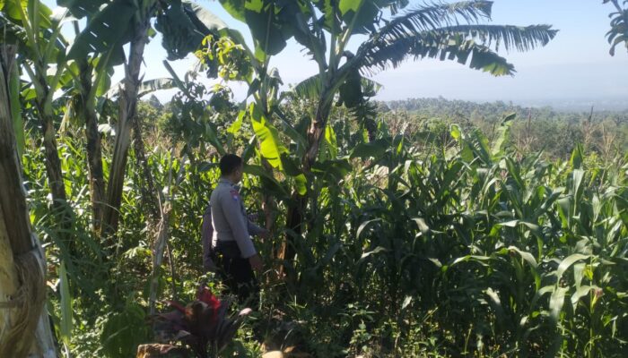 Bhabinkamtibmas Desa Aikprapa Aipda Agus Suputra Sambangi Petani Jagung, Ajak Dukung Program Swasembada Pangan