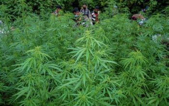 Polres Loteng Ungkap Peredaran Narkotika Golongan 1 Tanaman Jenis Ganja