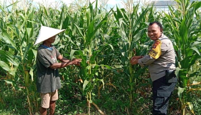 Strategi Polsek Labuapi Turun ke Sawah, Jaga Ketahanan Pangan Lewat Perawatan Jagung di Bagik Polak