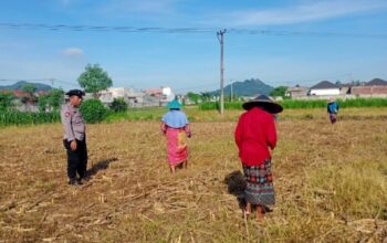 Bhabinkamtibmas Polsek Labuapi Turun ke Sawah Kawal Ketahanan Pangan