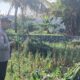 Polsek Labuapi Dampingi Petani Jagung Karang Bongkot