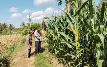 Bhabinkamtibmas Desa Pringgabaya Cek Tanaman Jagung Petani dan Sampaikan Imbauan Kamtibmas Dukung Program Ketahanan Pangan