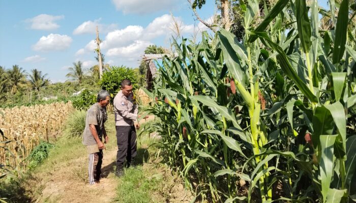 Bhabinkamtibmas Desa Pringgabaya Cek Tanaman Jagung Petani dan Sampaikan Imbauan Kamtibmas Dukung Program Ketahanan Pangan