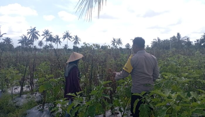 Bhabinkamtibmas Desa Masbagik Utara Perkuat Ketahanan Pangan Lewat Sambang Petani dan Monitoring Tanaman