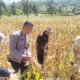 Polsek Sekotong Kawal BPS RI Hitung Ubinan Jagung di Lombok Barat