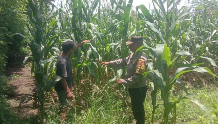 Dukung Swasembada Jagung, Bhabinkamtibmas Desa Rhee Pantau Pertumbuhan Tanaman di Lahan Warga