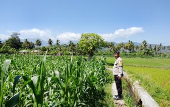 Dukung Ketahanan Pangan Nasional, Bhabinkamtibmas Desa Kalabeso Pantau Lahan Jagung Warga