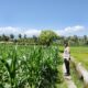 Dukung Ketahanan Pangan Nasional, Bhabinkamtibmas Desa Kalabeso Pantau Lahan Jagung Warga