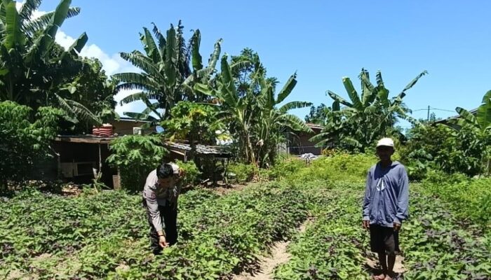 Bhabinkamtibmas Desa Hu’u Dorong Pemanfaatan Lahan Tidur untuk Perkuat Ketahanan Pangan dan Ekonomi Keluarga