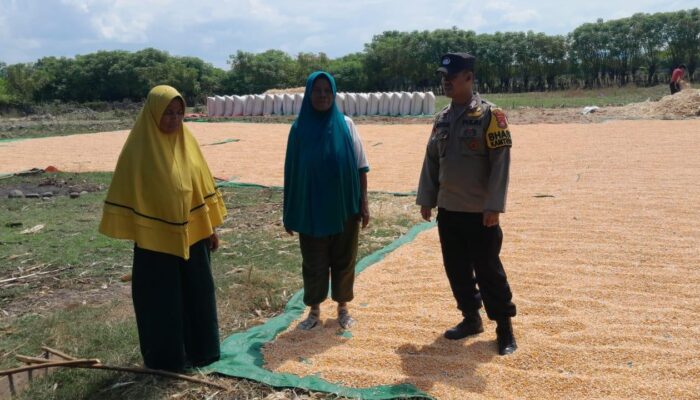 Bhabinkamtibmas Desa Mbuju Dampingi Petani Pascapanen Jagung, Dorong Ketahanan Pangan Keluarga
