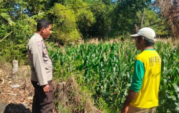 Bhabinkamtibmas Polsek Hu’u Pantau Lahan Jagung Warga, Wujud Nyata Dukungan Polri terhadap Ketahanan Pangan Nasional