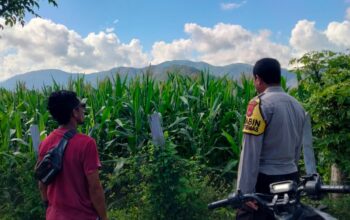 Bhabinkamtibmas Desa Tanju Intensif Dampingi Petani Jagung, Perkuat Ketahanan Pangan di Kecamatan Manggelewa