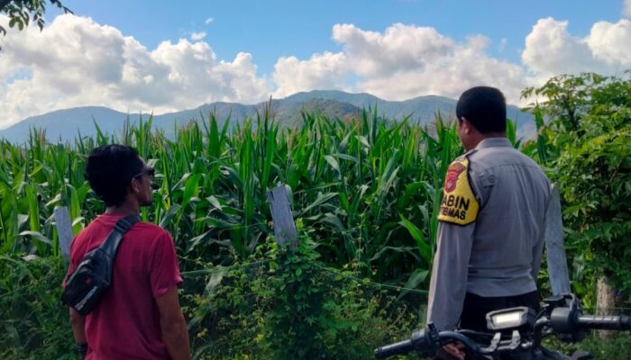 Bhabinkamtibmas Desa Tanju Intensif Dampingi Petani Jagung, Perkuat Ketahanan Pangan di Kecamatan Manggelewa