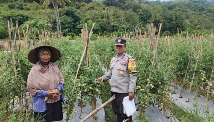 Perkuat Ketahanan Pangan, Bhabinkamtibmas Desa Rhee Pantau Budidaya Tanaman Hortikultura Warga