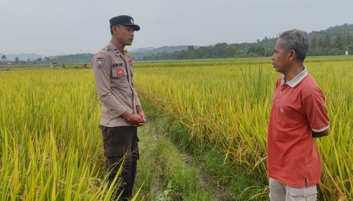 Dampingi Petani Padi di Desa Lunyuk Ode, Bhabinkamtibmas Dorong Optimalisasi Pekarangan Rumah
