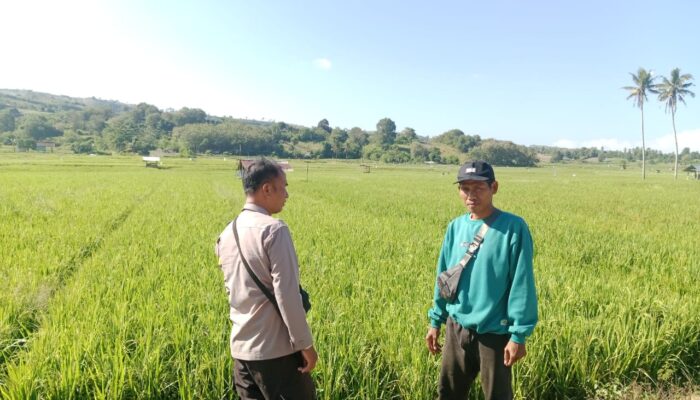 Pantau Stabilitas Harga, Bhabinkamtibmas Desa Lunyuk Rea Sambangi Petani Padi