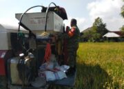 Babinsa Midang Dampingi Panen Padi, Semangat Petani Kian Menguat