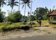Gotong Royong Babinsa Dopang Wujudkan Lingkungan Bersih dan Sehat
