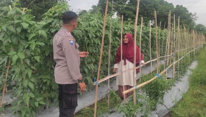 Bhabinkamtibmas Polsek Labuapi Edukasi Petani Hortikultura Lombok Barat