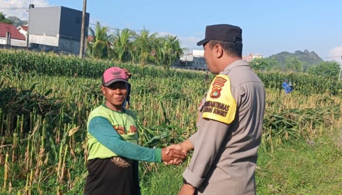Kunci Sukses Panen Jagung Melimpah: Simak Dialog Edukatif Bhabinkamtibmas dan Petani untuk Ketahanan Pangan Nasional