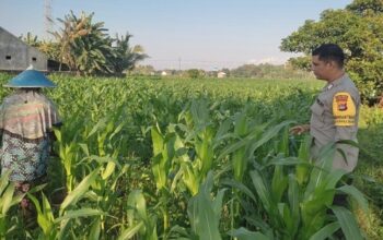 Komitmen Polsek Labuapi Kawal Ketahanan Pangan, Turun Langsung Dampingi Petani Jagung di Lombok Barat