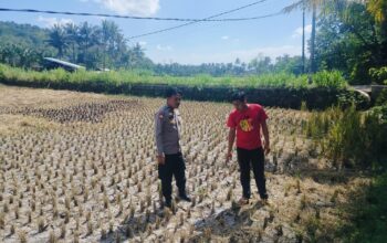 Strategi Ketahanan Pangan di Musim Kemarau: Langkah Nyata Polsek Kuripan Kawal Petani Jagung