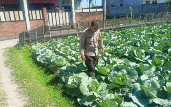 Bhabinkamtibmas Desa Masbagik Utara Monitoring Tanaman Hortikultura, Dukung Ketahanan Pangan dan Ajak Warga Jaga Kamtibmas