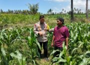 Bhabinkamtibmas Desa Bagik Papan Cek Tanaman Jagung Warga, Dukung Ketahanan Pangan dan Sampaikan Imbauan Kamtibmas