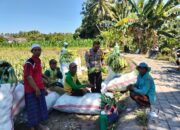 Bhabinkamtibmas Desa Bagik Papan Cek Panen Jagung, Dorong Warga Dukung Ketahanan Pangan