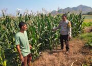 Polsek Pekat Bersama Balai Taman Nasional Tambora Berikan Pembinaan kepada Warga Terkait Pembukaan Lahan di Kawasan Hutan