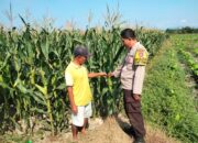 POLSEK KILO LIMPAHKAN TERSANGKA DAN BARANG BUKTI TAHAP II KE KEJAKSAAN NEGERI DOMPU
