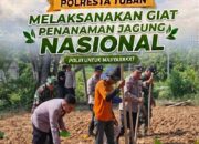 Sinergi TNI-Polri di Bancar, Dampingi Warga Tanam Jagung Demi Dukung Ketahanan Pangan