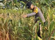 Bhabinkamtibmas Polsek Widang Monitoring Pertumbuhan Jagung