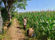 Dukung Ketahanan Pangan Nasional, Bhabinkamtibmas Desa Labuhan Pidang Tinjau dan Motivasi Petani Jagung