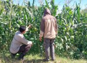Dukung Ketahanan Pangan Nasional, Bhabinkamtibmas Desa Buin Baru Sambangi Petani Jagung di Uma Propok