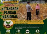 BHABINKAMTIBMAS DESA PACING POLSEK PARENGAN POLRESTA TUBAN DORONG KETAHANAN PANGAN MELALUI PENDAMPINGAN PETANI JAGUNG DI DESA PACING KEC. PARENGAN KAB. TUBAN