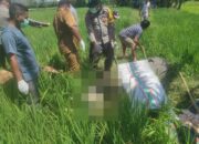 Seorang Wanita Warga Dete Ditemukan Meninggal Dunia di Persawahan, Polsek Lape Bergerak Cepat Olah TKP