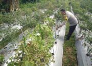 Bhabinkamtibmas Masbagik Selatan Cek Lahan Ketahanan Pangan Bergizi