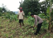 Polri Dukung Astacita, Polsek Grabagan Polresta Tuban Turun Cek Tanaman jagung milik Warga di Desa Grabagan