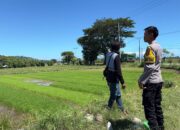 Dukung Penuh Ketahanan Pangan, Bhabinkamtibmas Desa Sabedo Sambangi Petani Padi di Persawahan