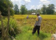 Dukung Program Prioritas Presiden, Bhabinkamtibmas Desa Ngeru Sambangi Petani Padi di Dusun Kalijaga