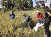 Babinsa Midang Dampingi Petani Hitung Potensi Panen