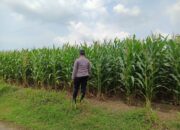 Polsek Tambakboyo Pantau Lahan Jagung Warga, Wujudkan Ketahanan Pangan dari Desa Mander