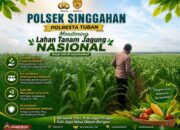 Polsek Singgahan Polresta Tuban Turun Cek Tanaman jagung Warga di Desa Lajo Lor