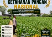 Polri Dukung Astacita, Polsek Semanding Polresta Tuban Turun Cek Tanaman jagung milik Warga di Desa Tegalagung