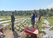 Babinsa Bayan Hadir Menguatkan Petani Wujudkan Swasembada Pangan Indonesia