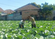 Bhabinkamtibmas Masbagik Utara Sambangi Petani, Dukung Ketahanan Pangan dan Kamtibmas