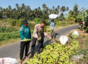 Bhabinkamtibmas Desa Bagik Papan Dampingi Warga Panen Jagung, Dukung Program Ketahanan Pangan