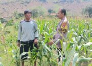 Bhabinkamtibmas Polres Bima Kota Sambangi Petani Jagung, Dukung Program Ketahanan Pangan